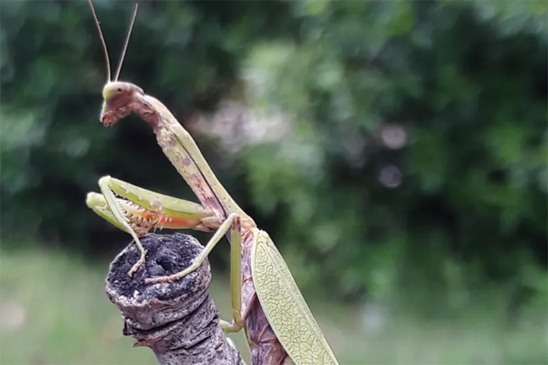 insectos